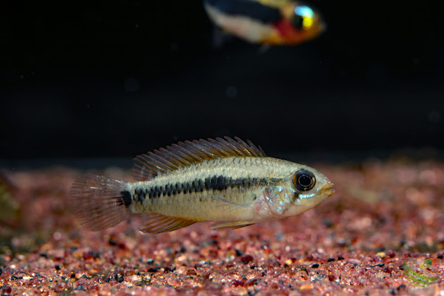 Apistogramma cf. pertensis