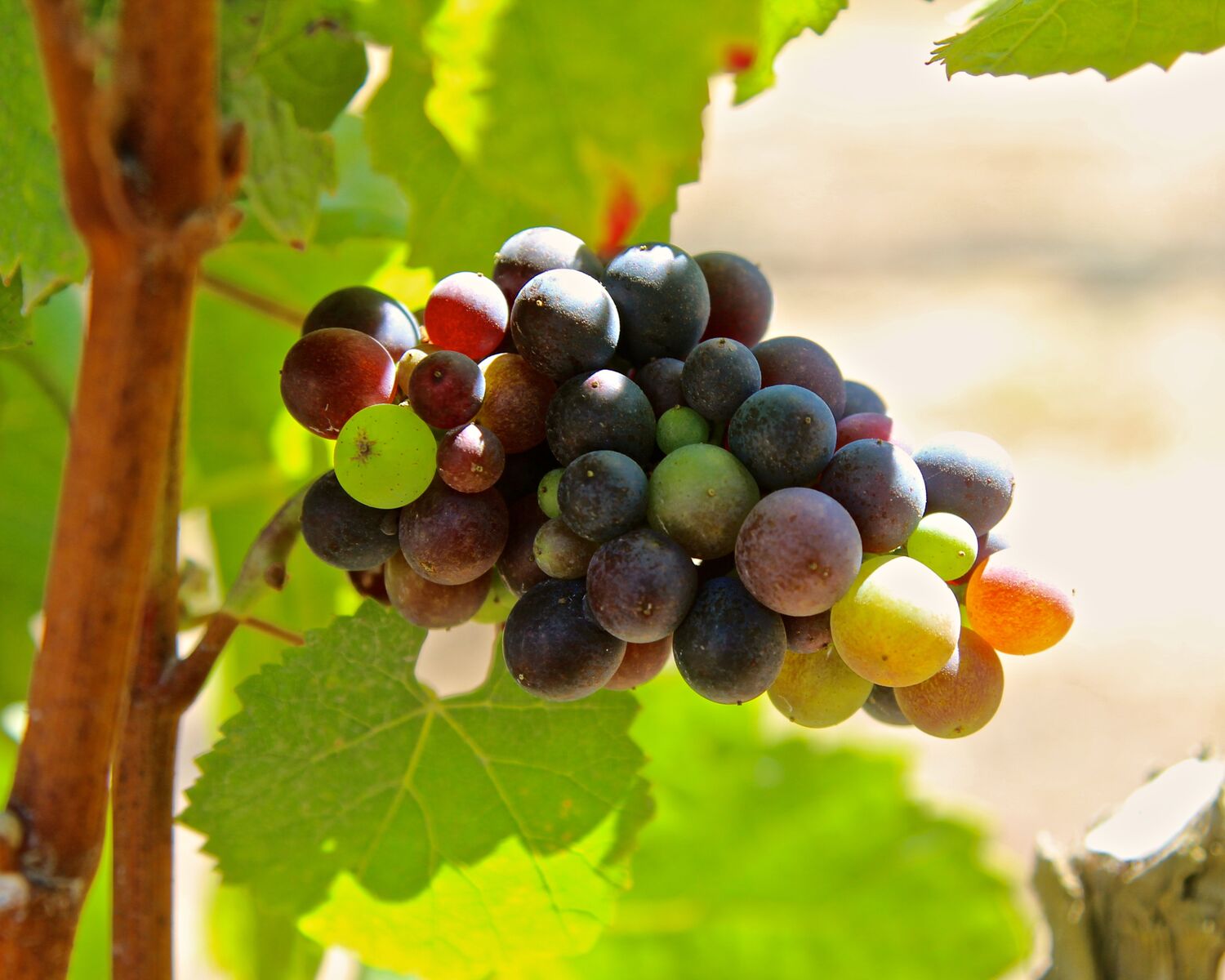 Getting down to seeds and stems at 2018 World of Pinot Noir