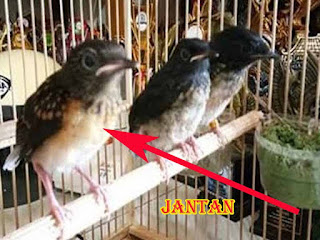 Cara Membedakan Murai Batu Anakan Jantan Purwomp Com