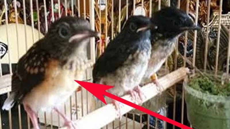 Perbedaan Murai Jantan Dan Betina Trotolan Terkait Perbedaan