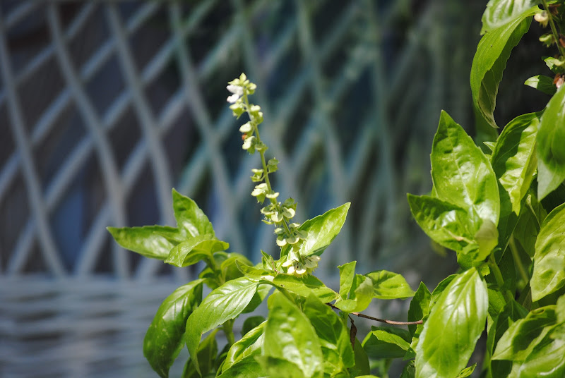 the perfect pesto recipe and 8 ways to use it