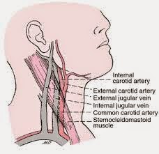 CARA MEMBEDAKAN VENA JUGULARIS DAN ARTERIKEROTIS.