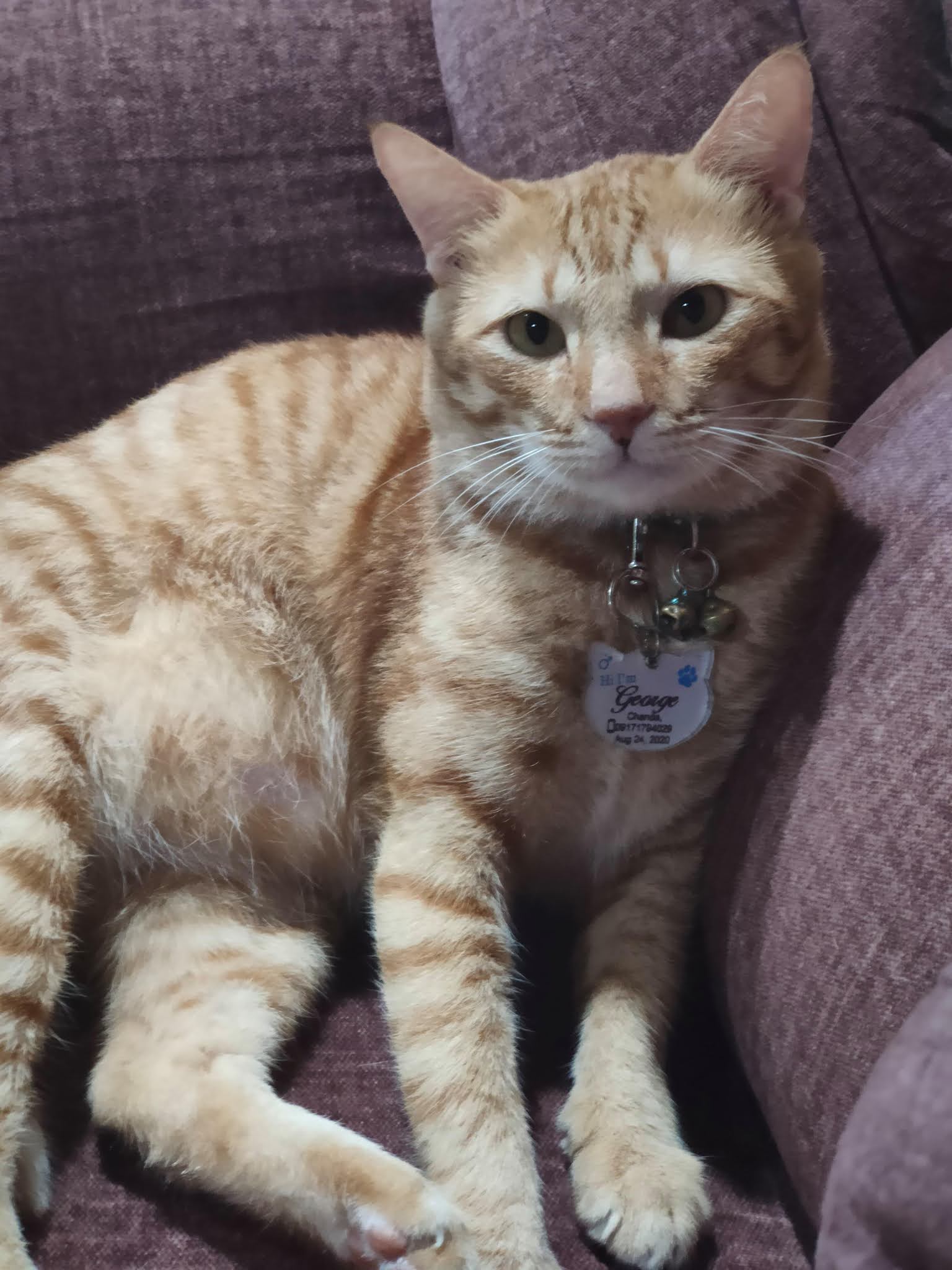 Going through inconveniences for my cat STEPS on bringing your pet