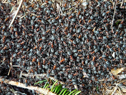 colony nu centipedes