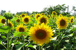 Cara Menumbuhkan bunga matahari dari biji Benar