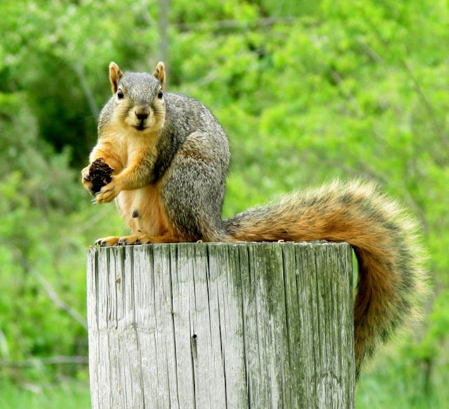 Squirrel eating