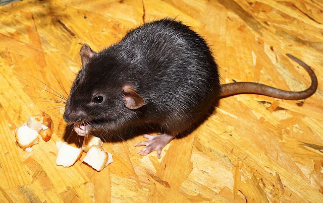 Bahan alami pengusir tikus