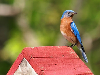 Photo of an Eastern Bluebird on a nest box Photo of an Eastern Bluebird on a nest box