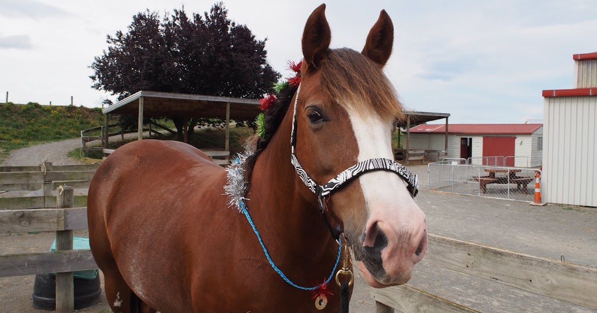 Food.Flight.Fun! Marlborough RDA horse of the year