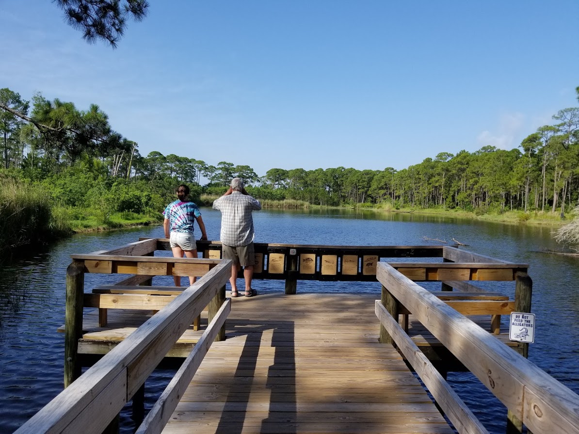the Grabers Birds on Dauphin Island (and alligators!)