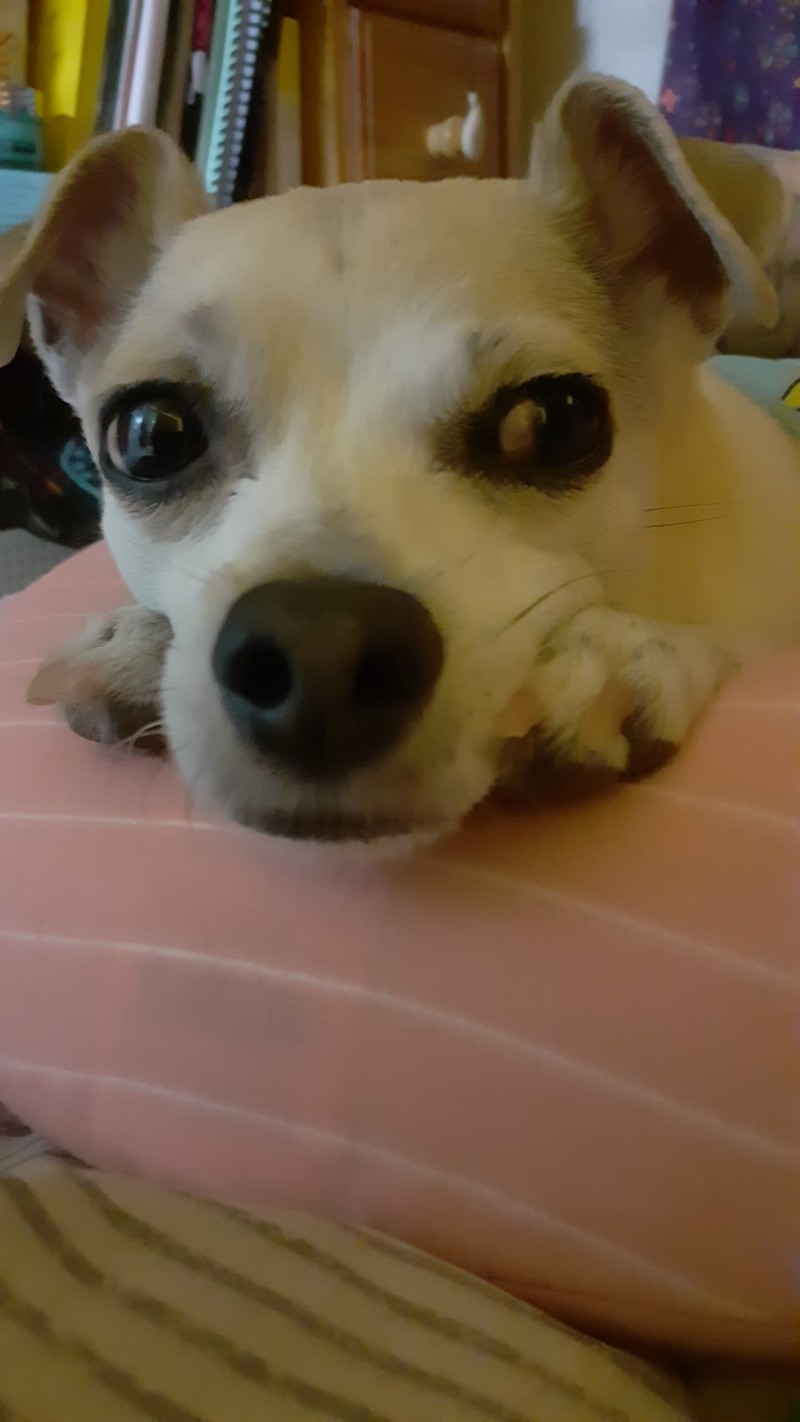 HAPPYHAZEL How to Relax Your Dog with Relax My Dog Relaxing Music