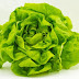 Zsírégető zöldségek: fejes saláta