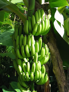 Health Benefits Of Bananas 