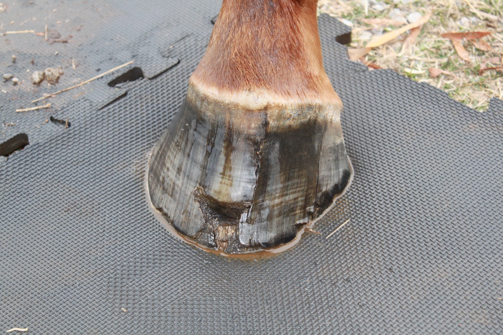 Springstone Horses Repairing Hoof Cracks