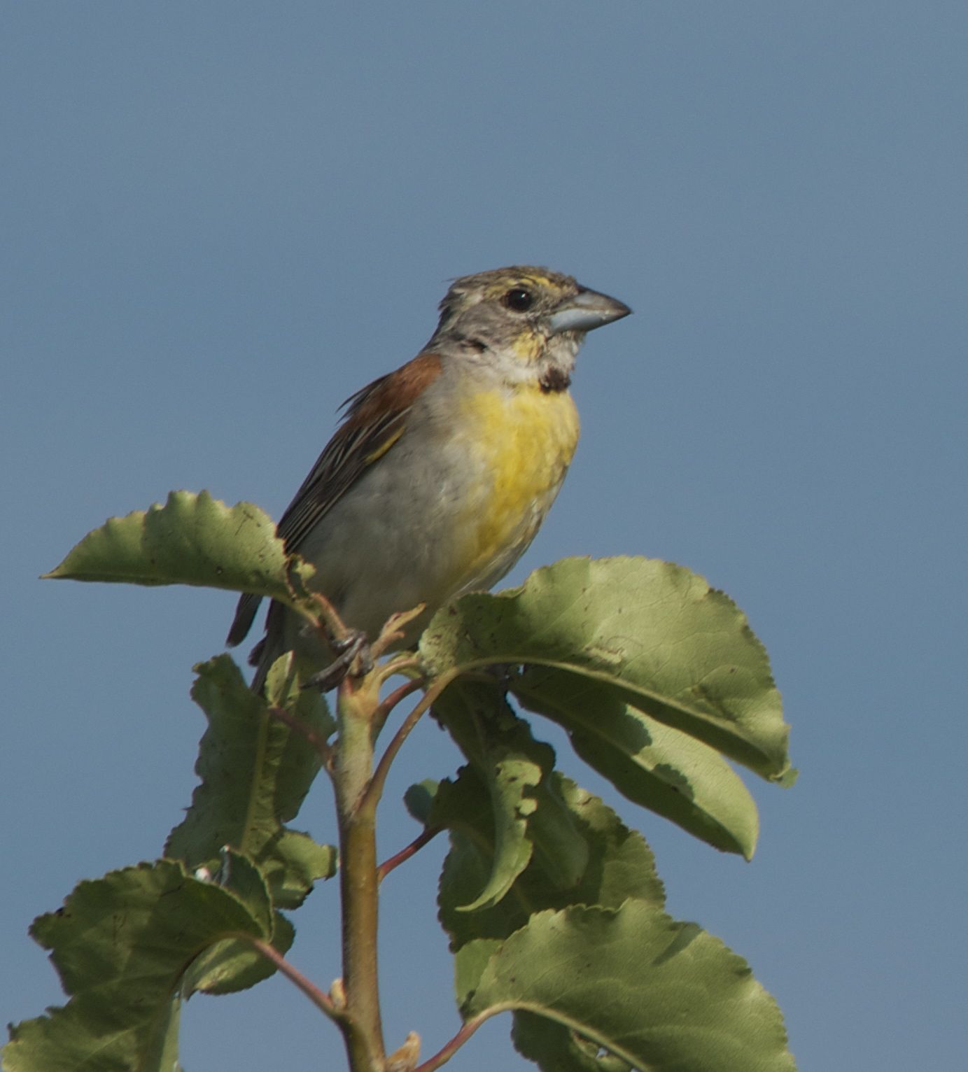 PHOTOGRAPHY BY DEB HIRT Oklahoma Breeding Bird Species Profile Dickcissel