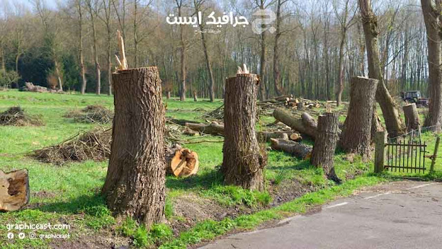 صناعة الورق تتسبب في قطع 80 ألف شجرة يوميا صناعة الورق تتسبب في قطع 80 ألف شجرة يوميا