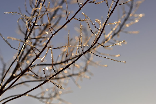 Rama de árbol en invierno