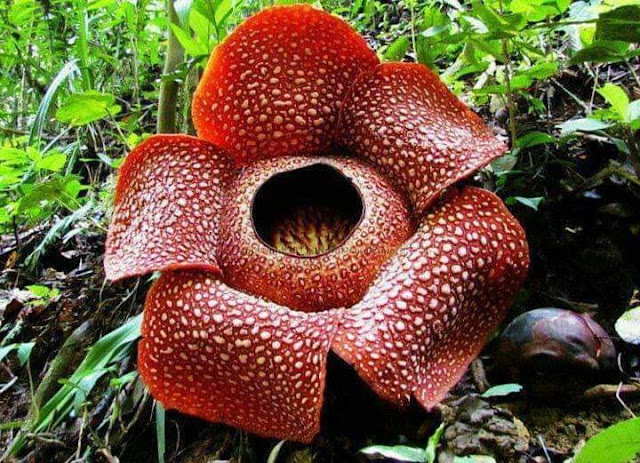 ලොව විශාලතම පුෂ්පය 🌻(The Largest Flower In The World) - Your Choice Way