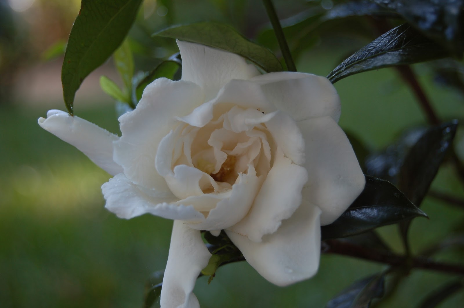 The Perfect Gardenia Candle - The Search is On