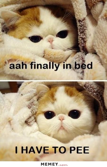 funny cat memes