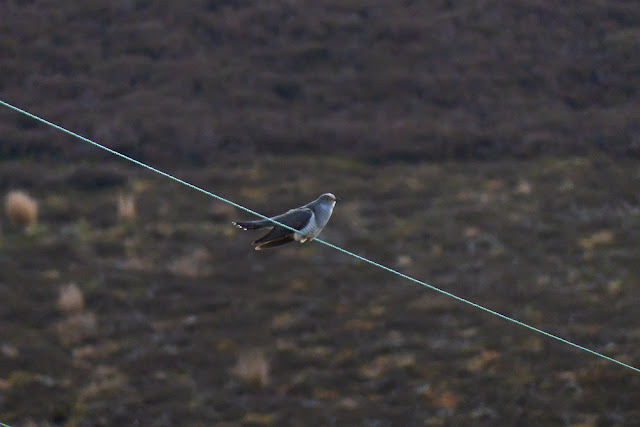 Showing a Cuckoo on telegraph wires at Backwater Reservoir