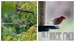 watching bird been learning happy