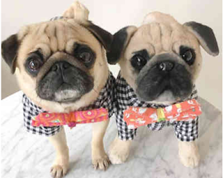 Moose The Pug From Cuddle Clone Delighted Customer Review Moose the pug sits smiling beside his Plush Cuddle Clone Replica the only difference is their bow ties and the replica is a tiny bit smaller
