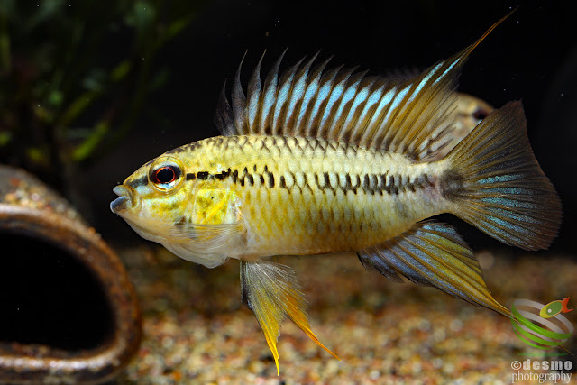 Apistogramma sp. pacman / sp. D12