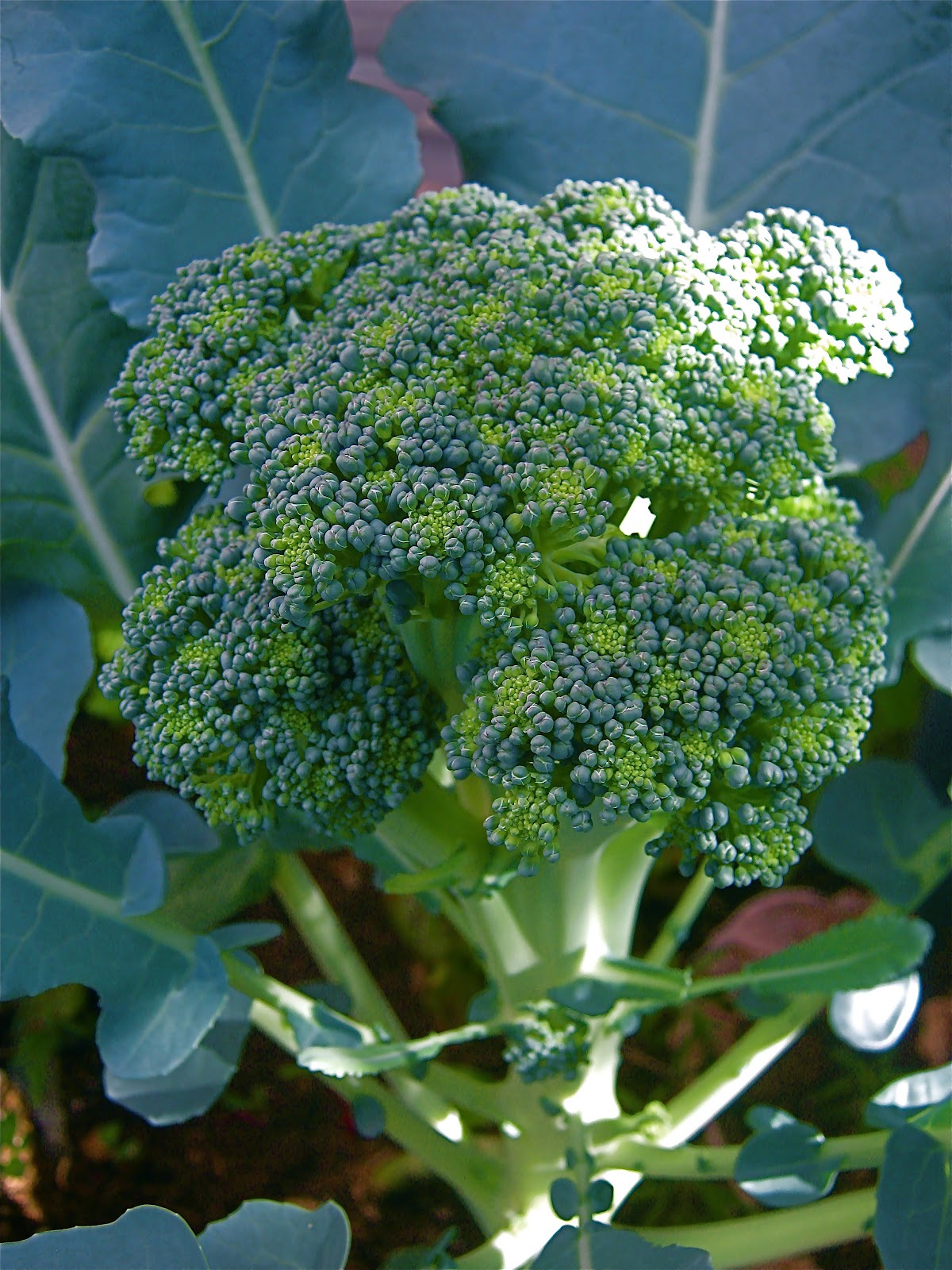 Green Comet Broccoli Easily grown high performance variety.
