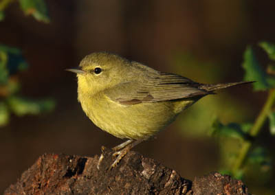 Photo of Orange-crowned Warbler on a stump Photo of Orange-crowned Warbler on a stump