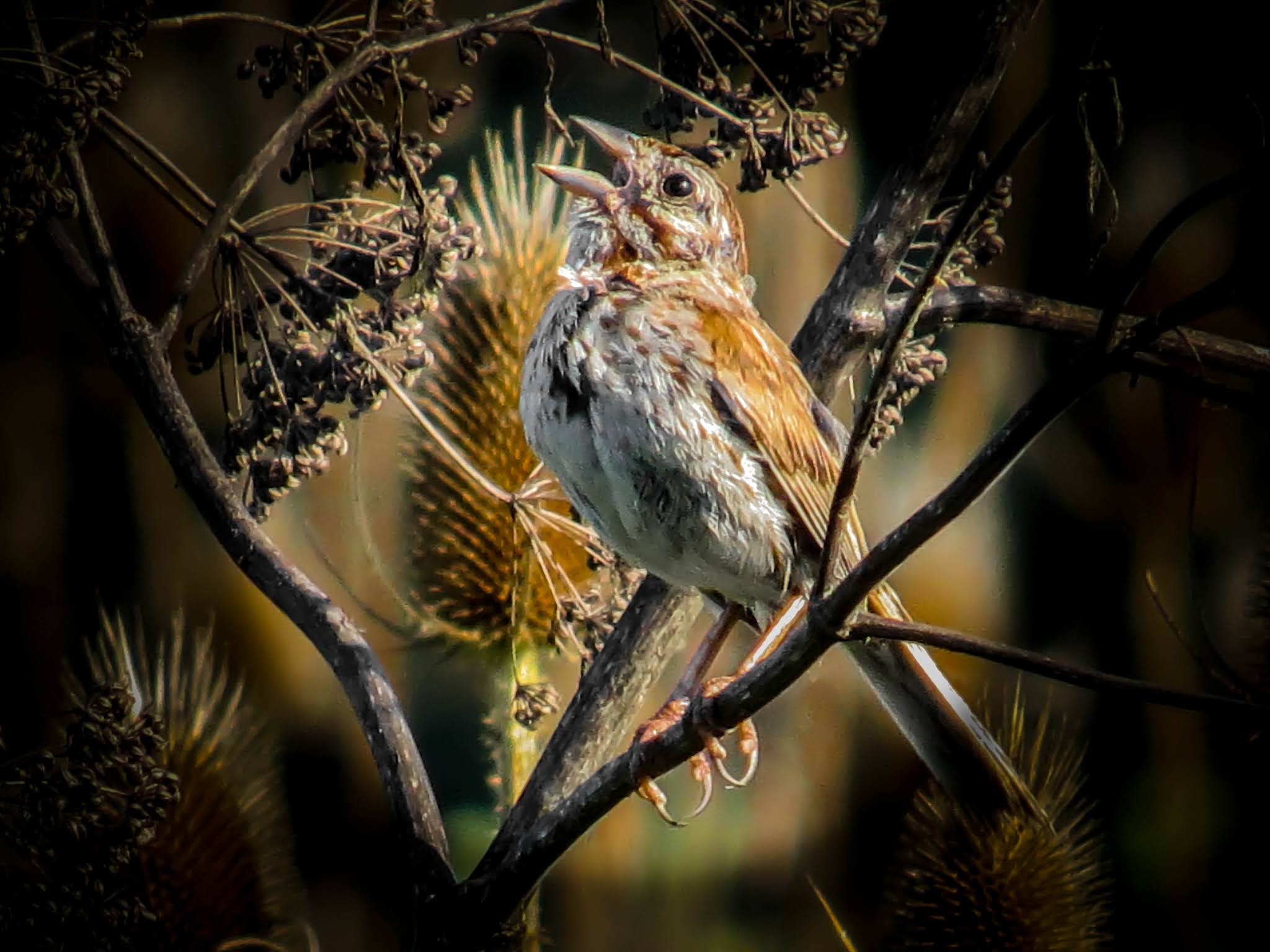 THE BIRD HOUSE: SONG SPARROWS: 08/08/2020