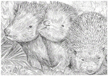Three baby hedgehogs pic