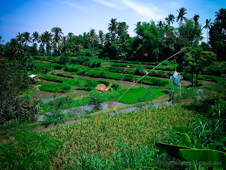 Valley Of The Rice Fields View Of Agricultural Land At Ringdikit Village, North Bali, Indonesia