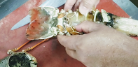 Removing lobster tails from shell