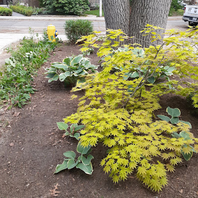 High Park Toronto Summer Garden Cleanup After by Paul Jung--a Toronto Organic Gardener