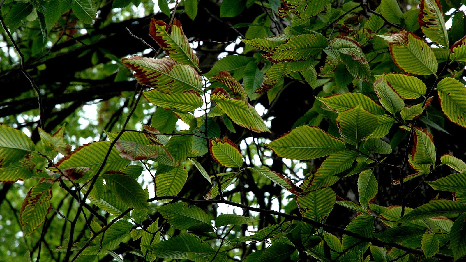 Chinese Elm Tree Disease Tree Choices