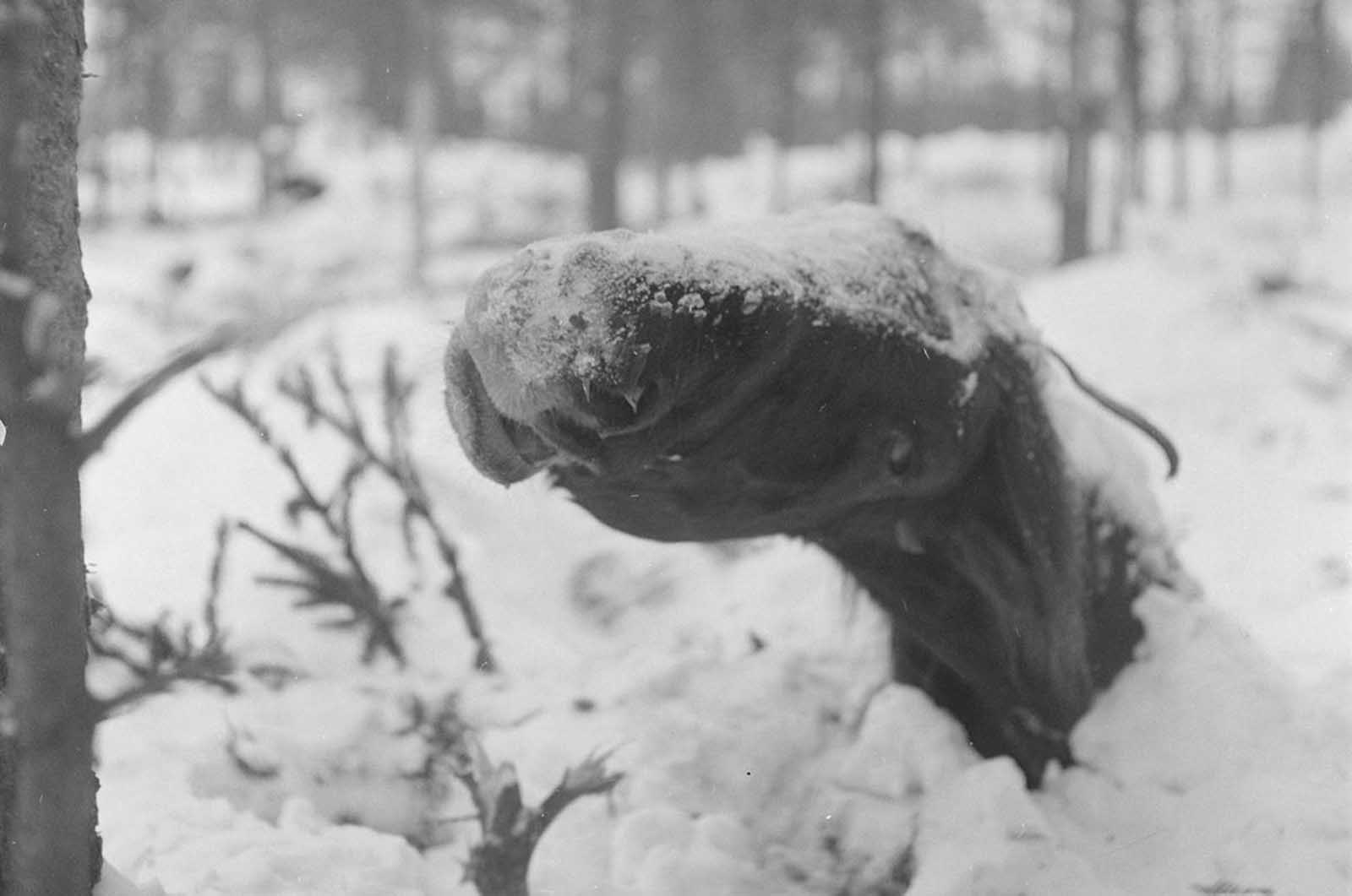 A dead horse lies frozen in the snow near Ruhtinaanmäki, on January 21, 1940.