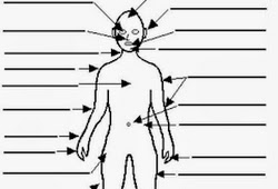 human body diagram blank human body anatomy blank human body diagram