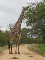 Giraffe dining on acacia tree, west of Skukuza Camp, Kruger Nat'l Park, South Africa