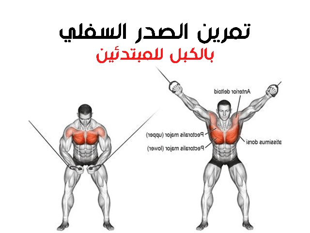 تمارين الصدرً في الجيم للمبتدئين تمارين الصدرً في الجيم للمبتدئين