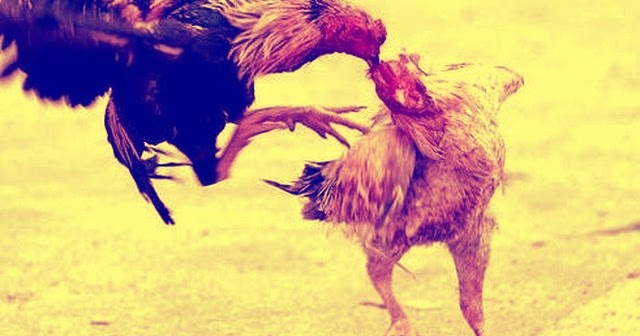 Prediksi Mimpi Dan Togel Arti Mimpi Adu Ayam Menang Dan Kalah