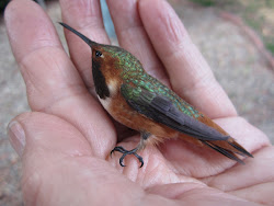 hummingbird fly away please