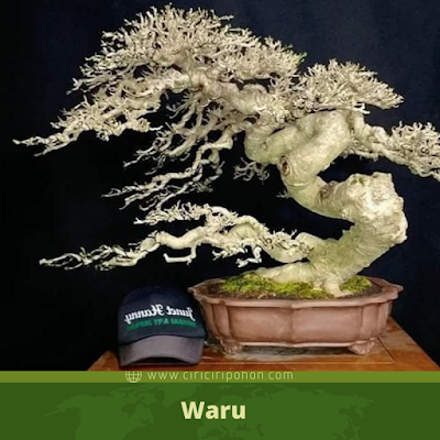 waru