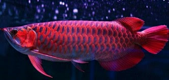 ikan arwana super red