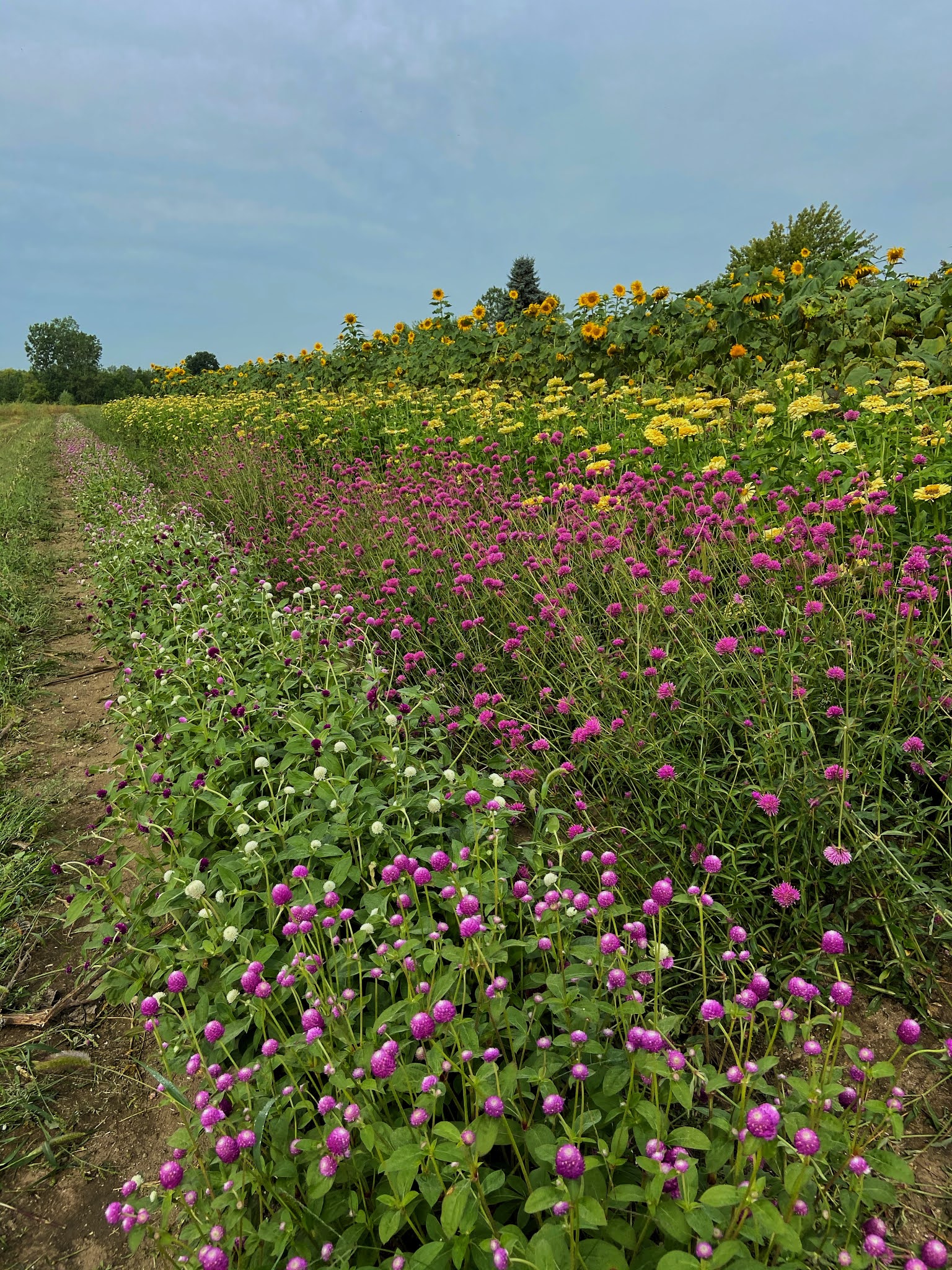 Metro Detroit UPick Wildflower Farm Fashion meets Food