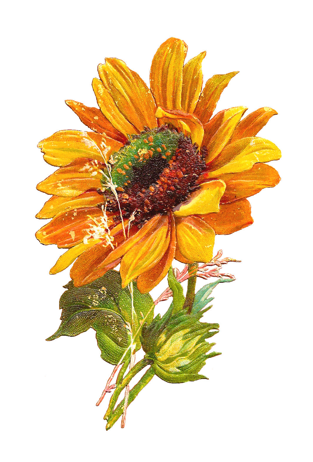 Antique Images: Free Flower Graphic: Sunflower Clip Art of 2 Victorian