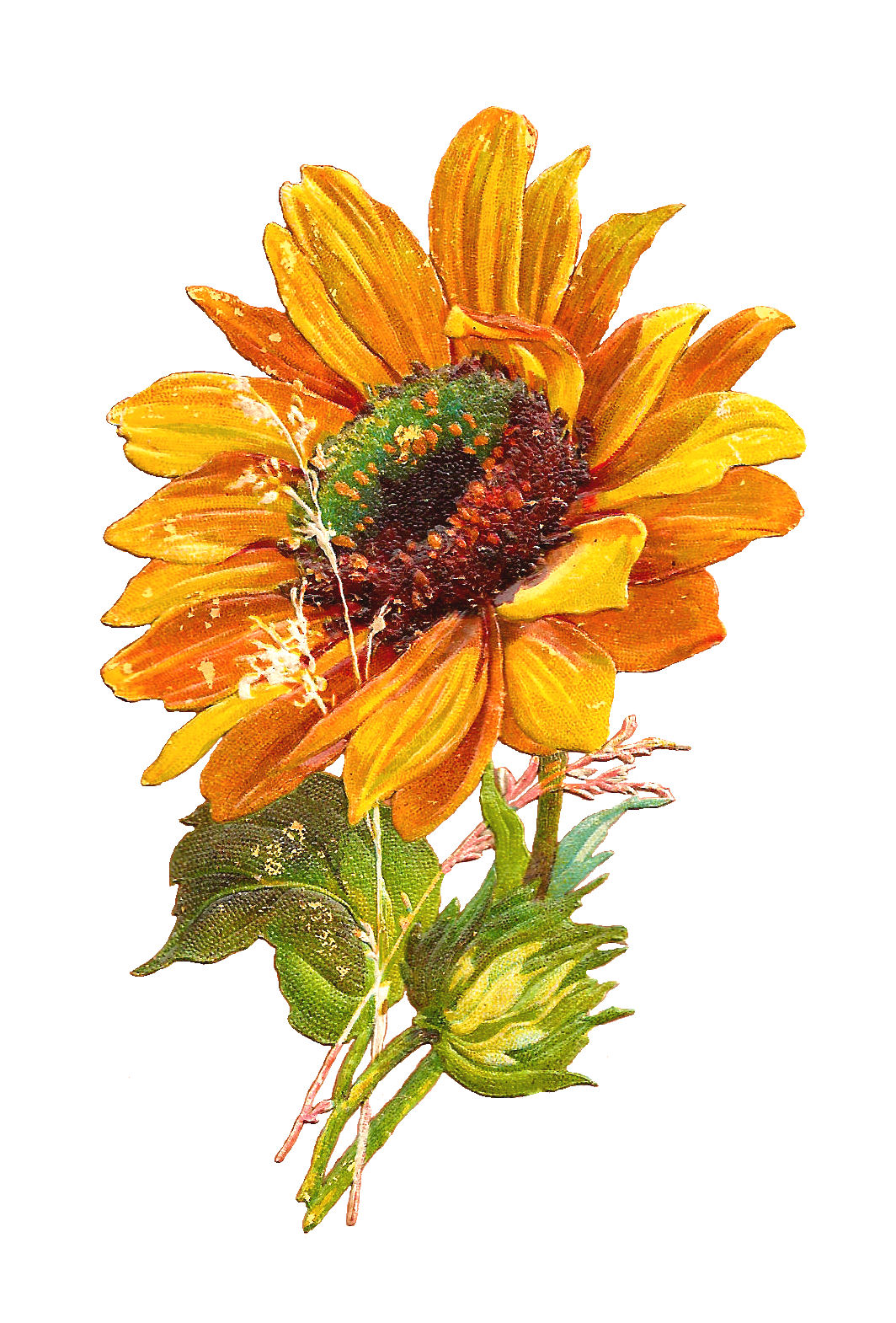 clip art fall flowers - photo #48