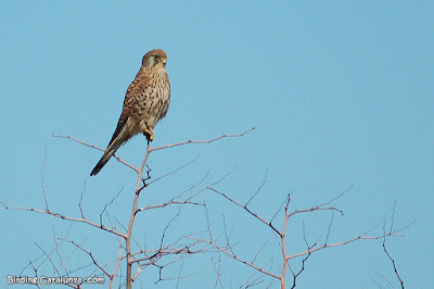 Xoriguer comú (Falco tinnunculus)