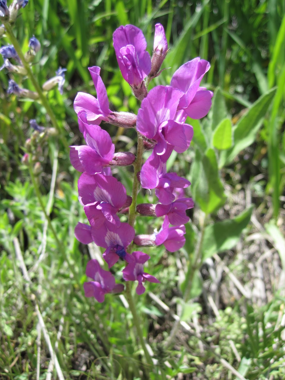 Innie Me Colorado Wildflowers Pink