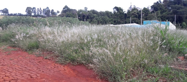 Roncador: Moradores reclamam de terrenos baldios que podem estar servindo como criadouro do mosquito da dengue